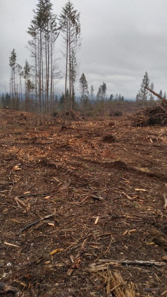 brush piling after