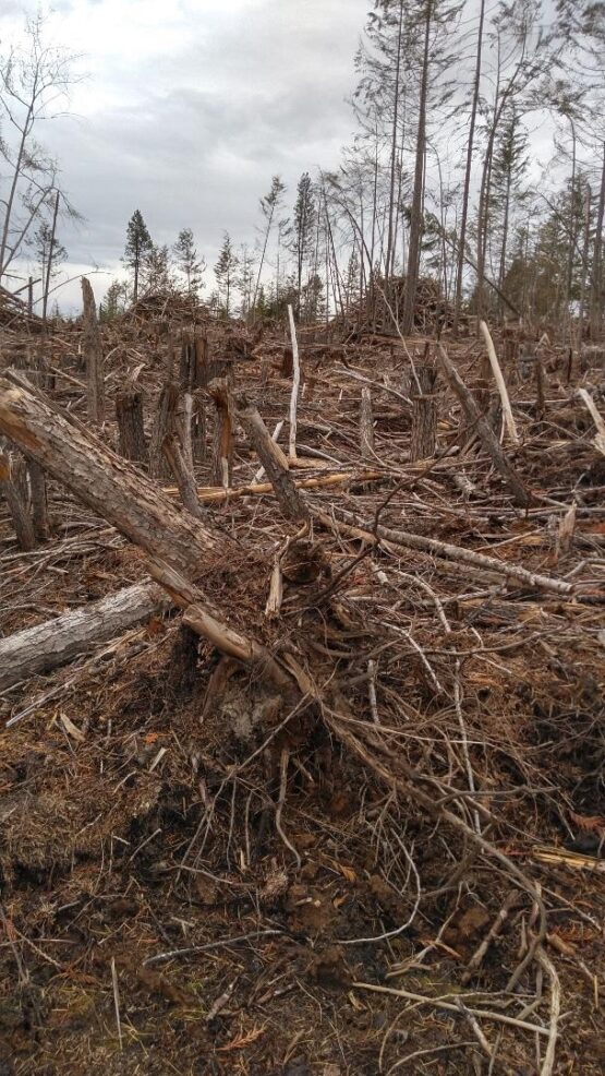 brush piling before